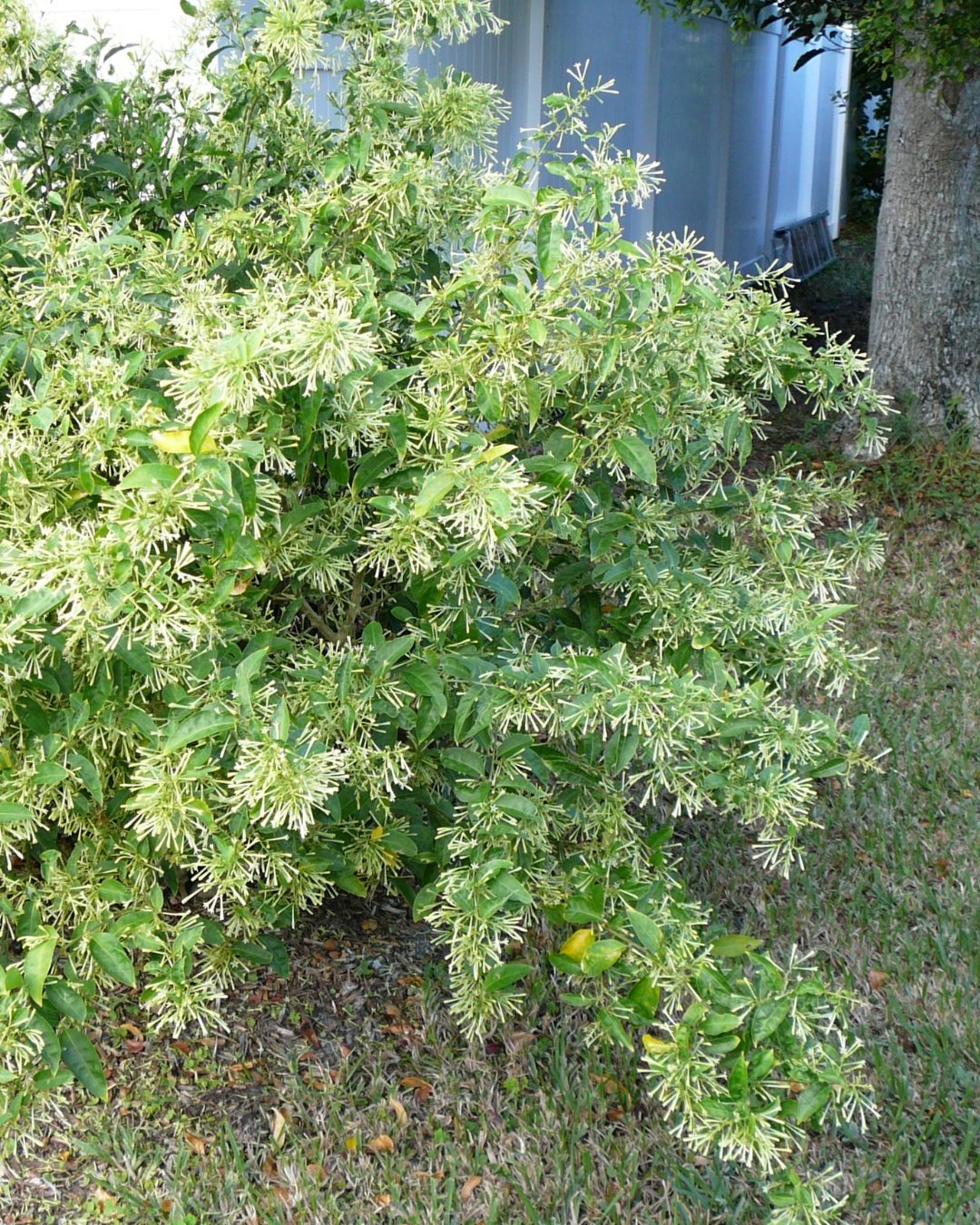 dama da noite meia sombra