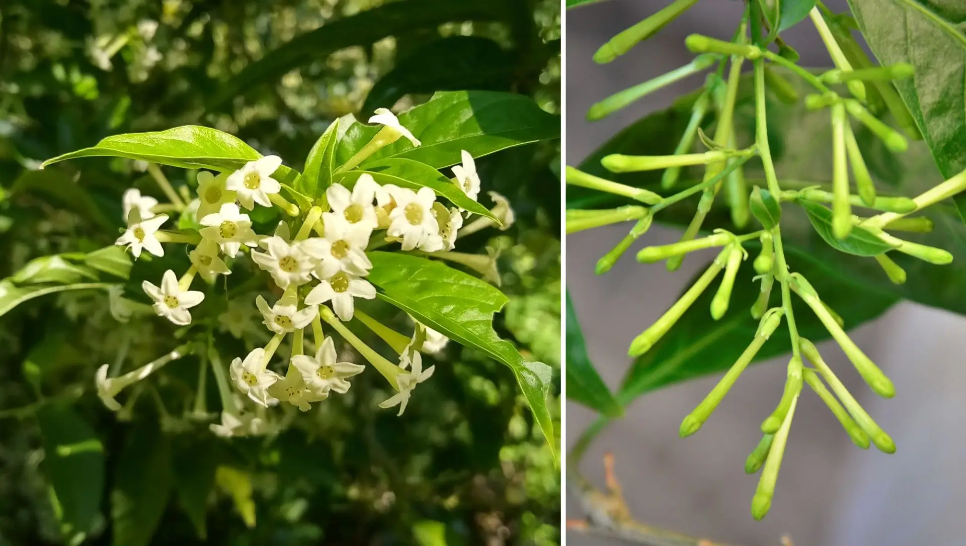 dama da noite no chão