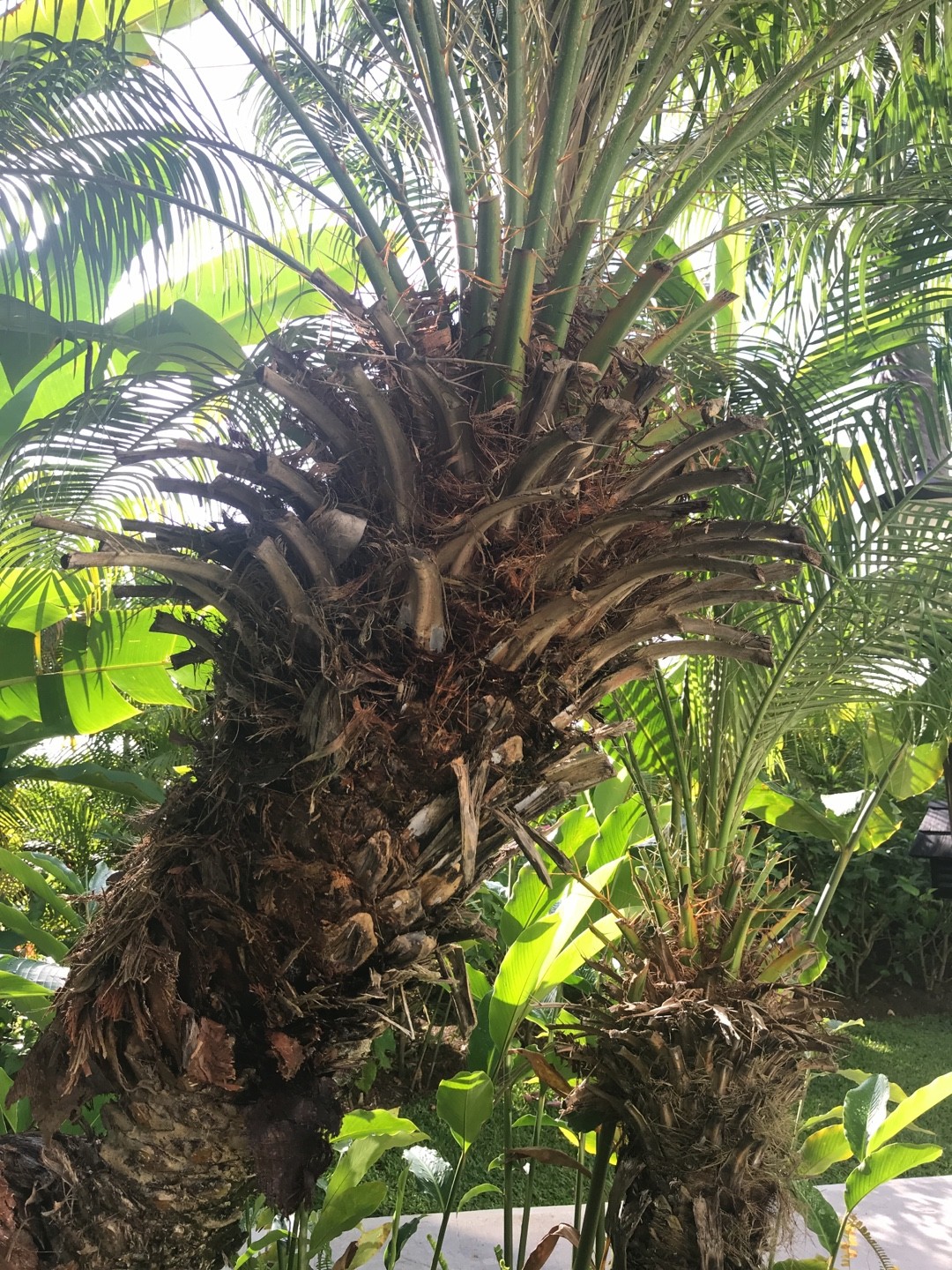 azeite de dendê vs óleo de coco para cozinhar