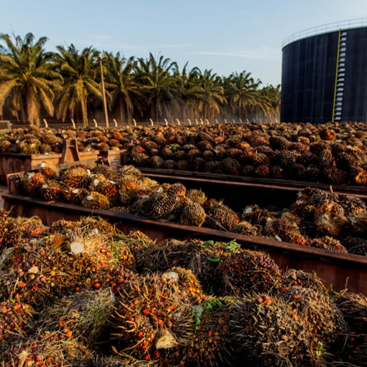 custo produção óleo de dendê por hectare