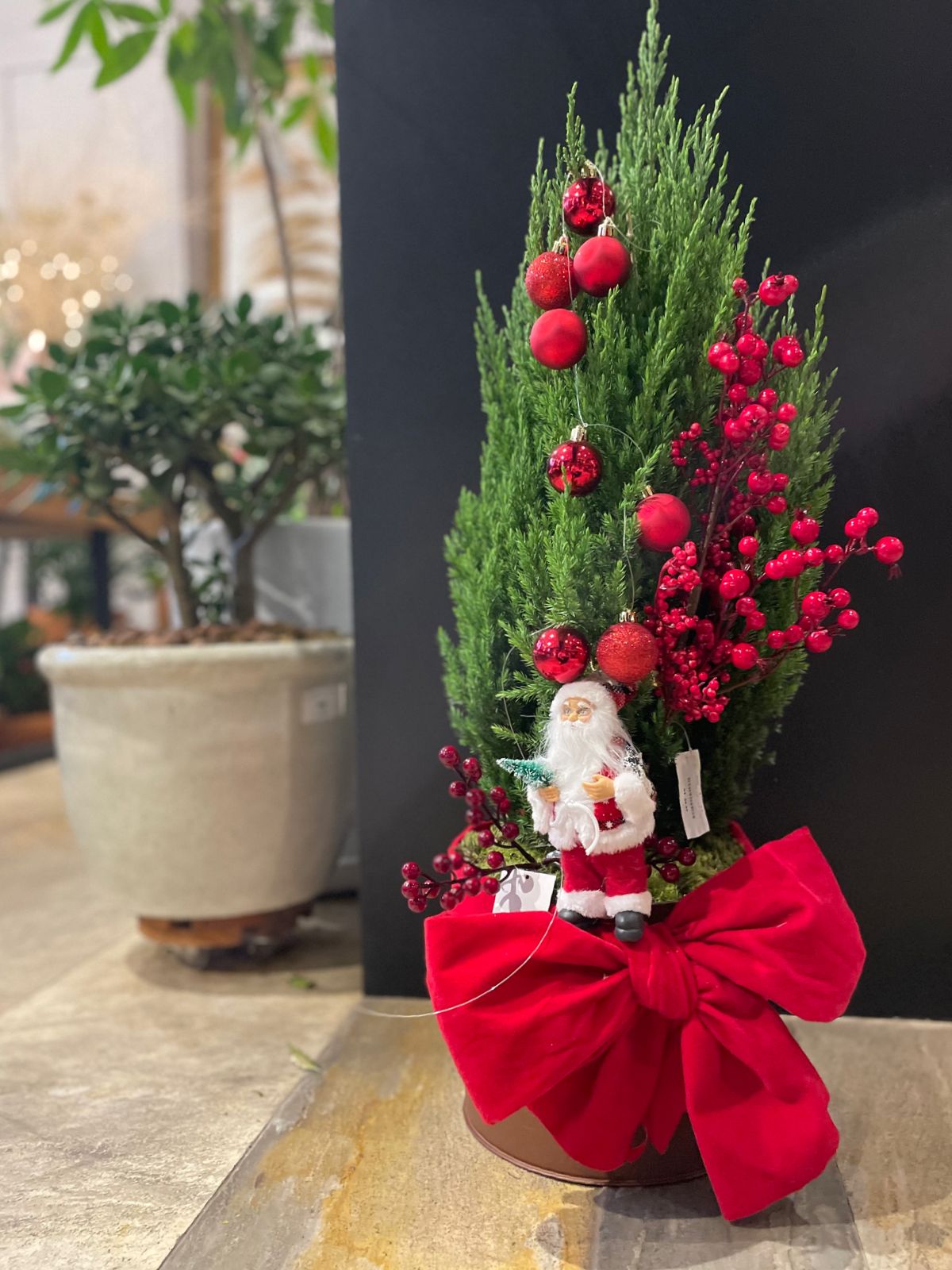 pinheiro de natal natural tuia