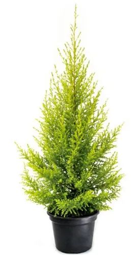árvore de natal natural tuia