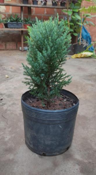 comprar tuia natal