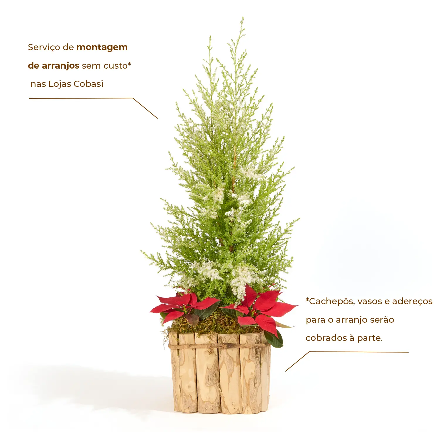 tuia aroma limão natal
