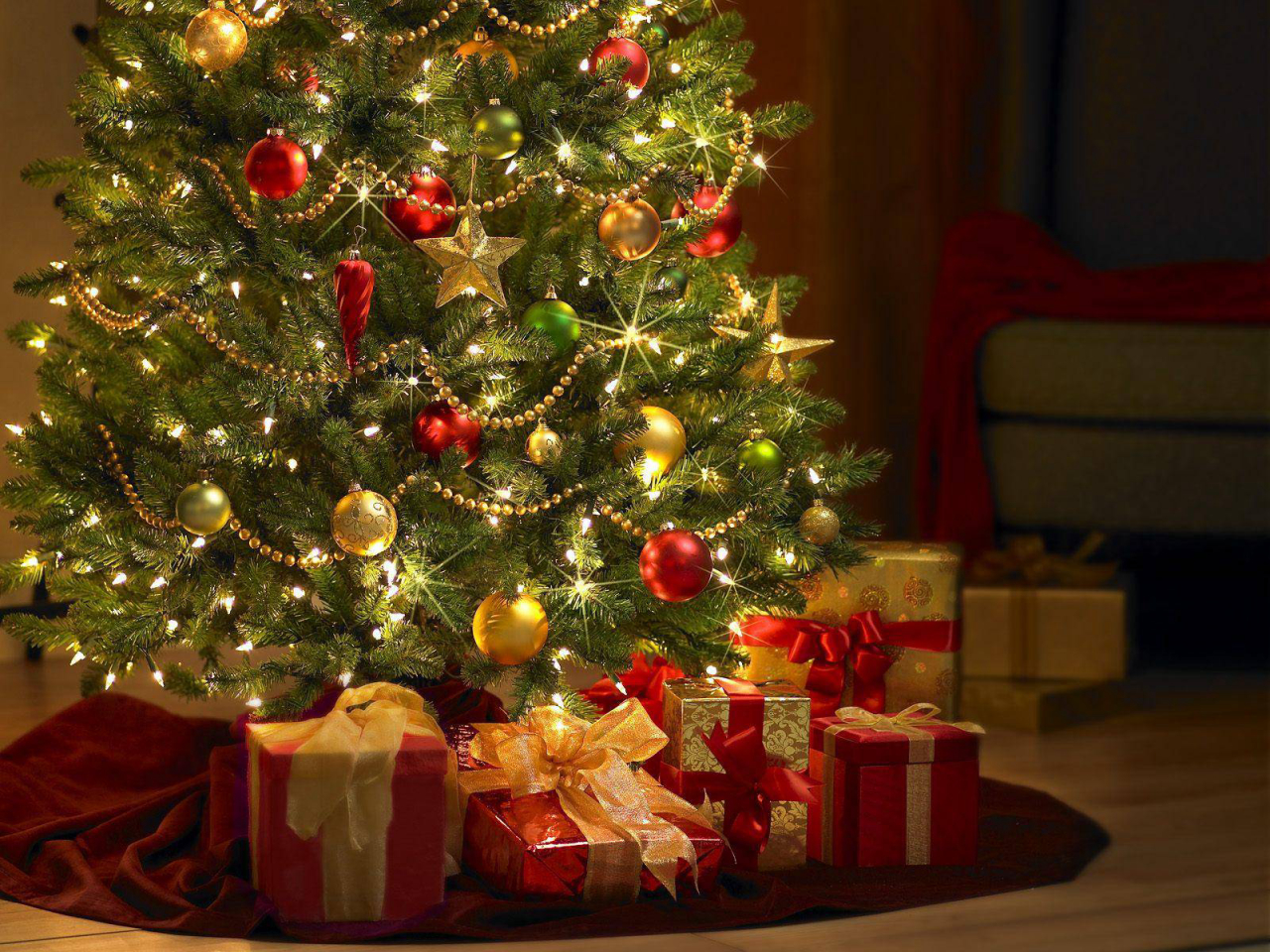 tuia strickta natal