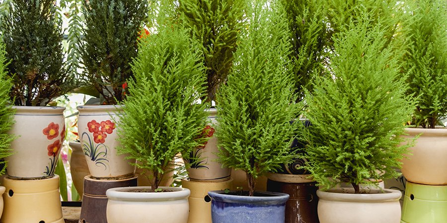 plantas para árvore de natal