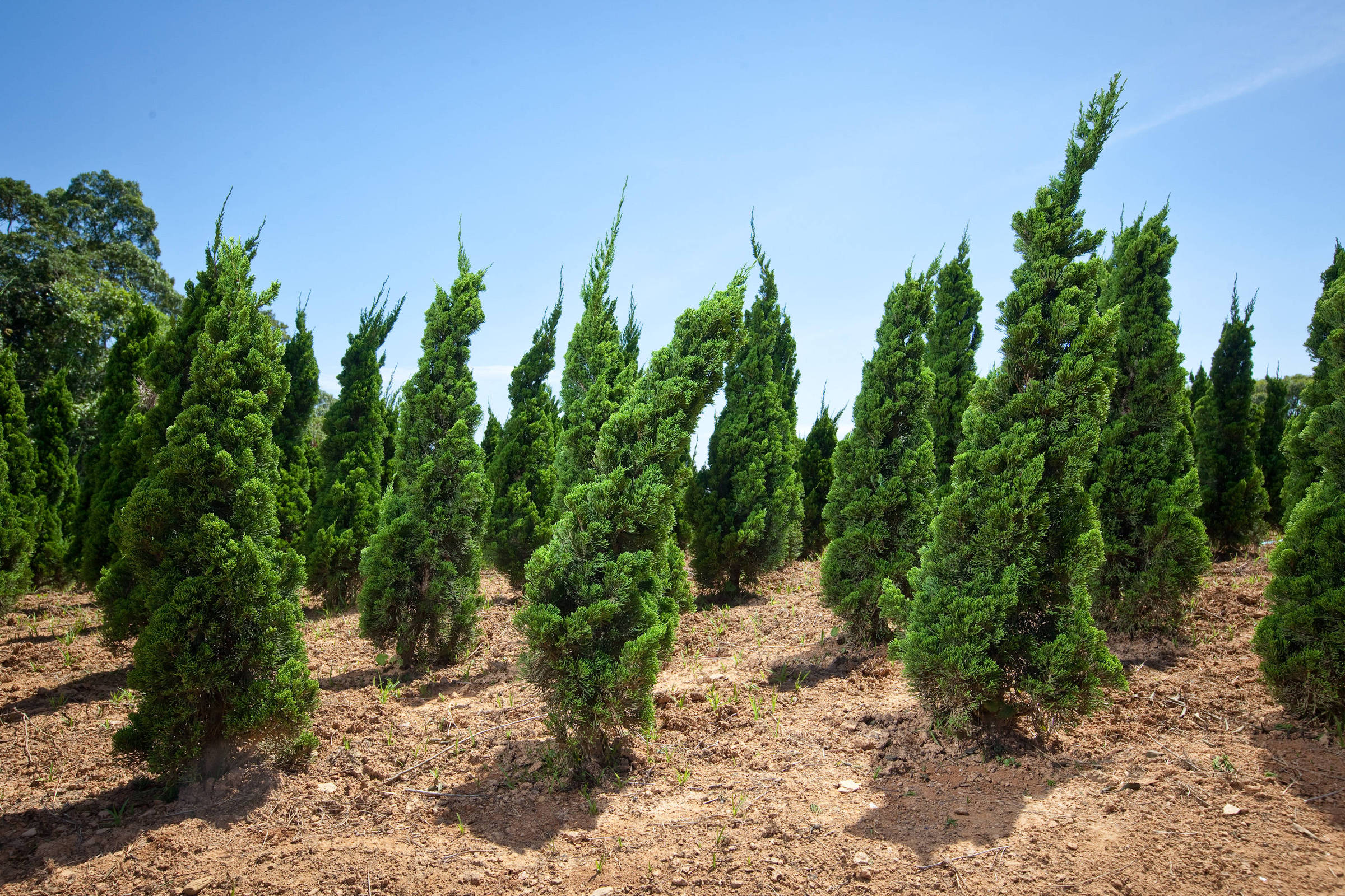 árvore de natal natural tuia