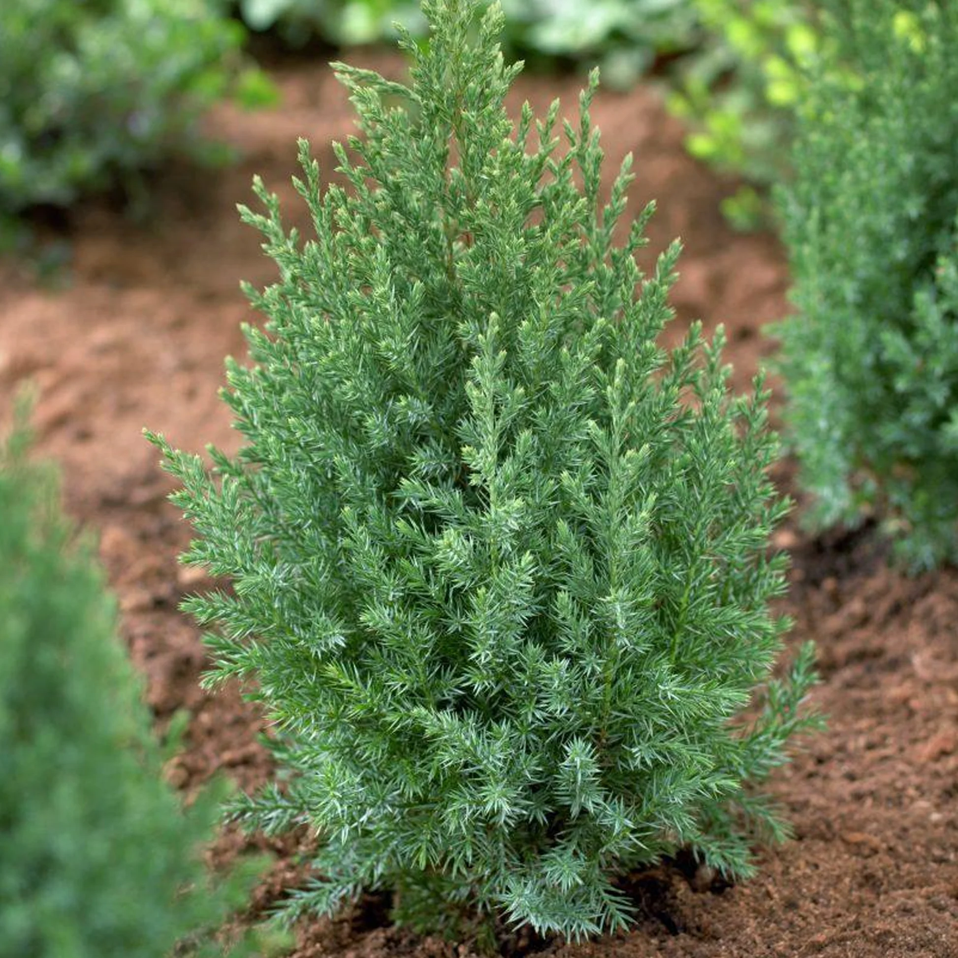 pinheiro de natal natural tuia