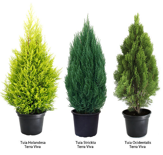 tuia aroma limão natal
