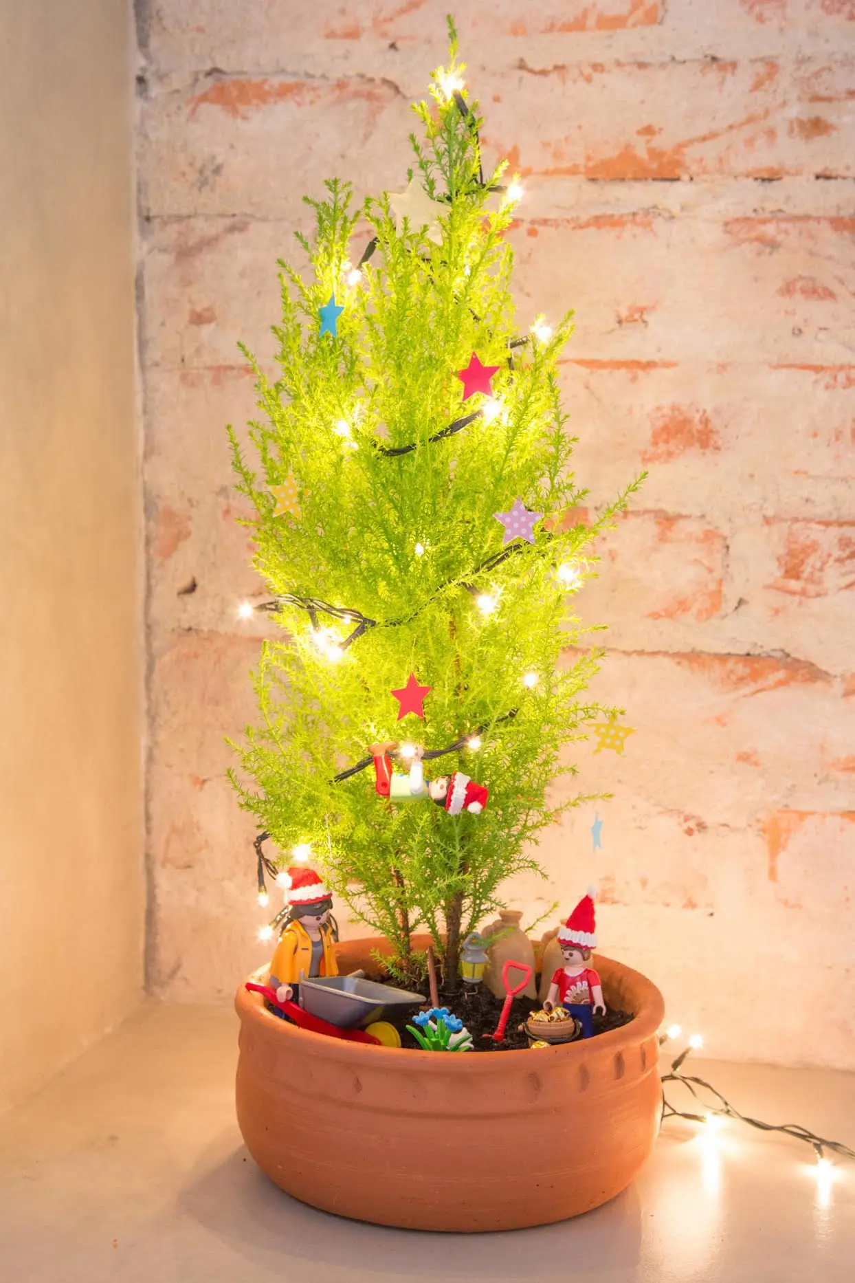 manter tuia viva após natal