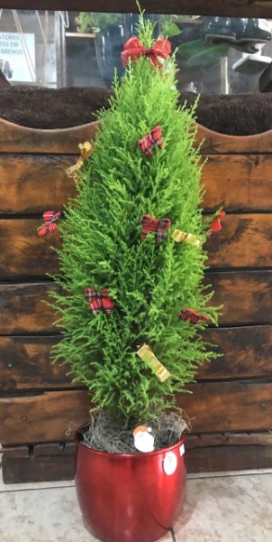 pinheiro natural para decorar