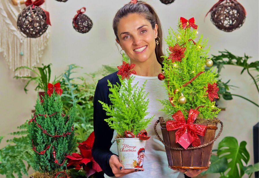 plantas para árvore de natal