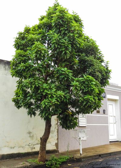 Magnólia ovata Mata Atlântica