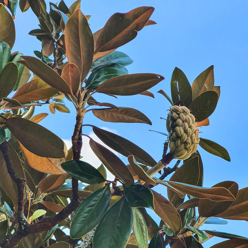 Cultivo Magnólia Brasil