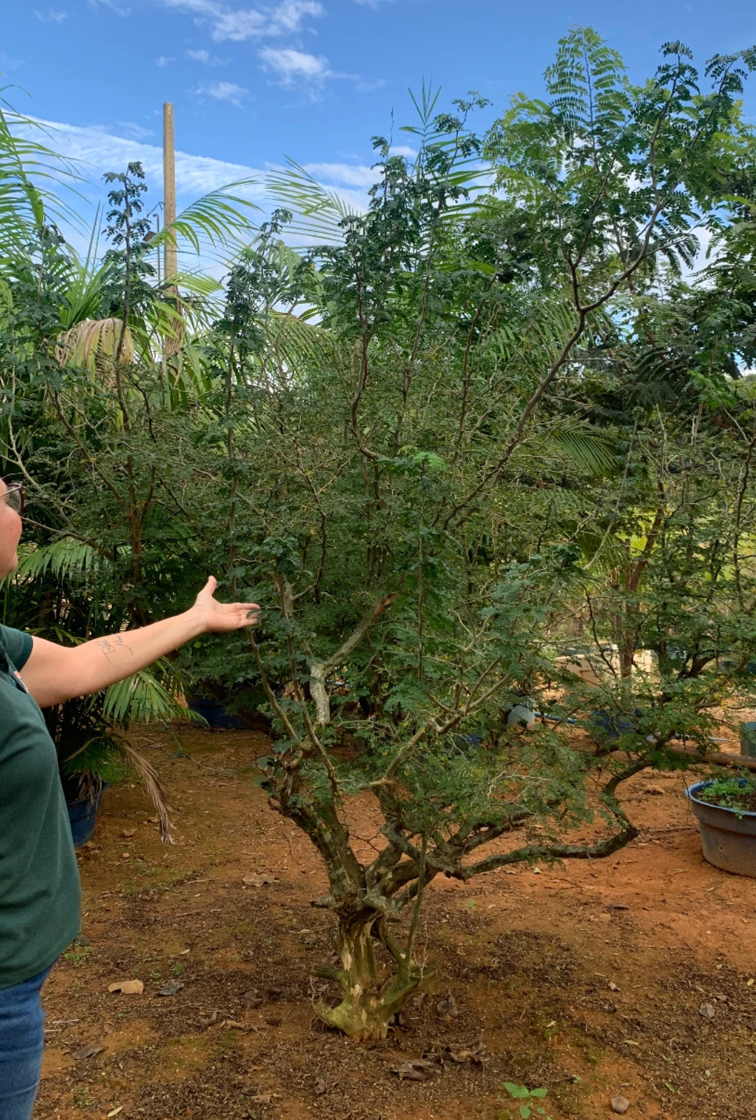 chloroleucon tortum bonsai