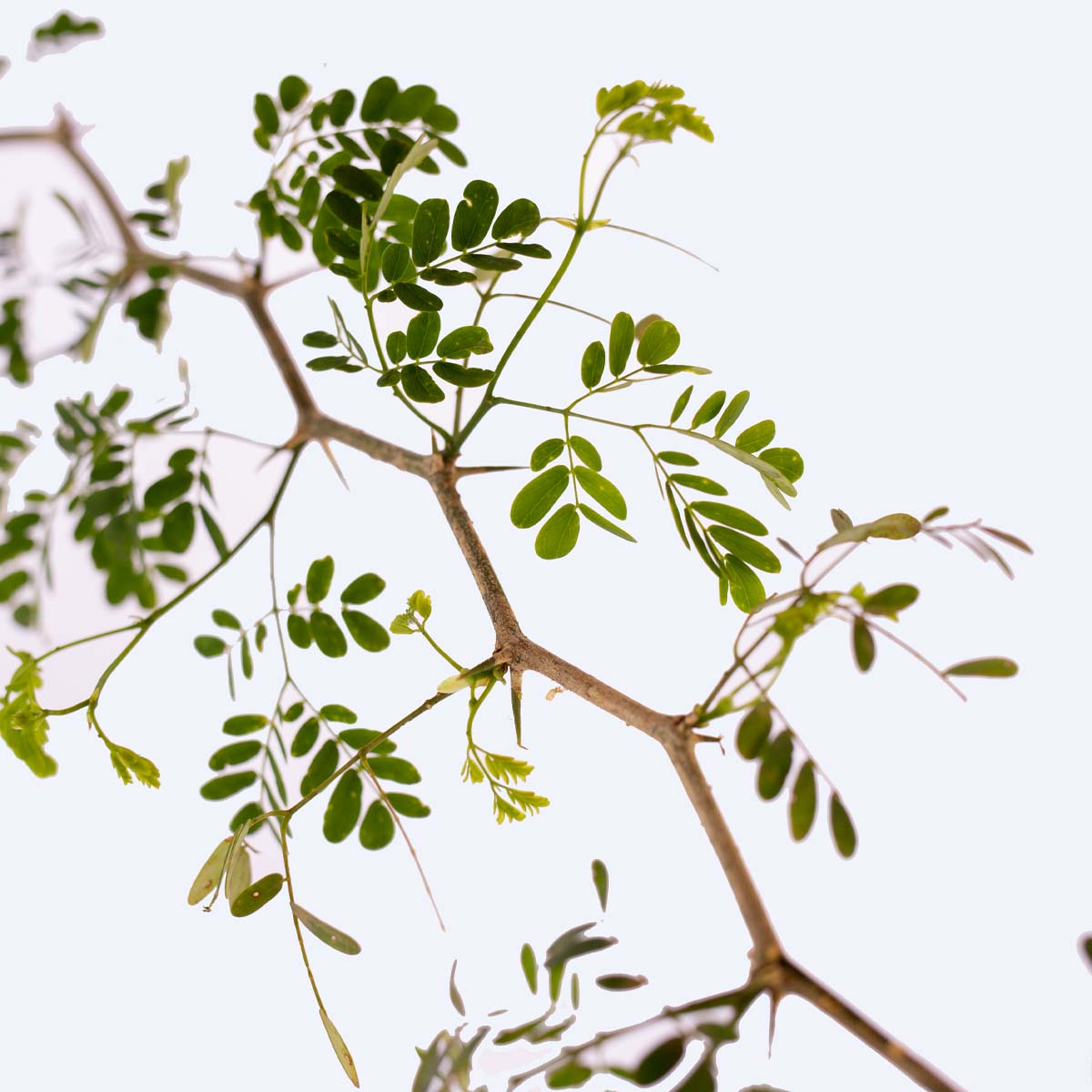 chloroleucon tortum bonsai