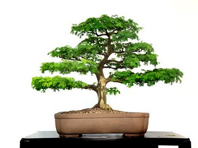 recuperação de áreas degradadas plantas