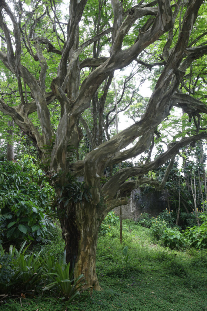 árvore tataré extinção