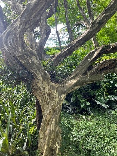 poda de formação tataré