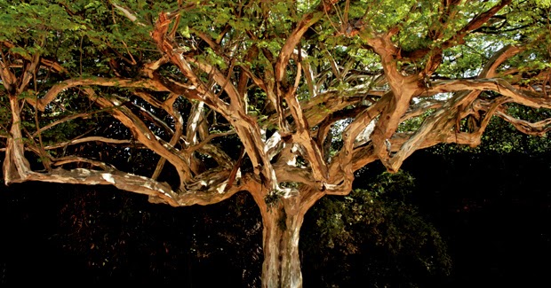 recuperação de áreas degradadas plantas
