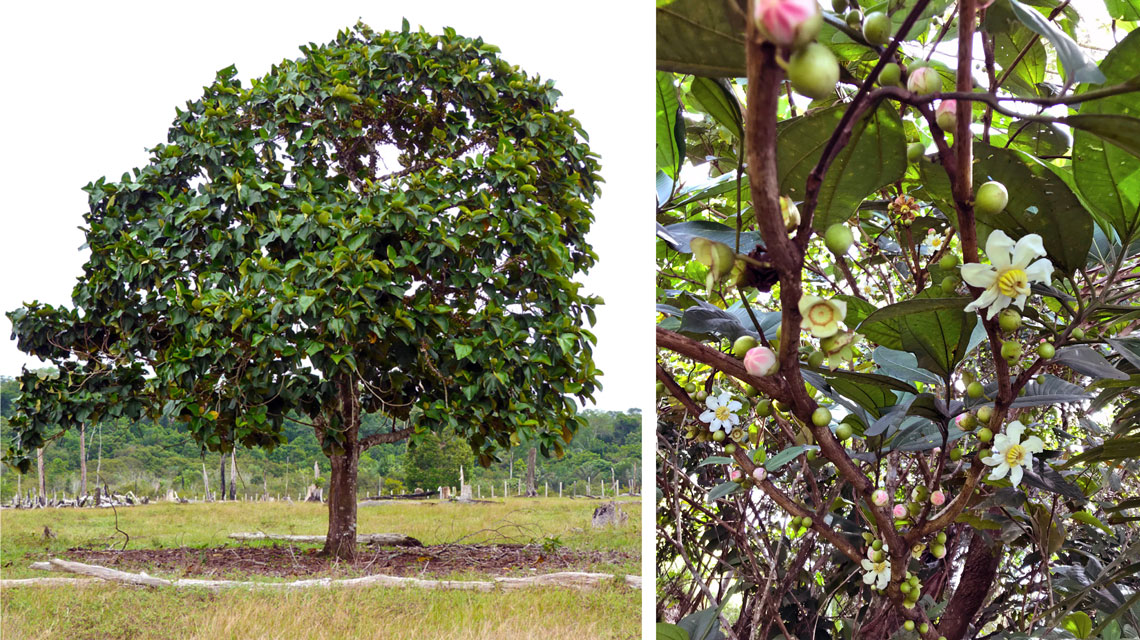 árvores amazônicas