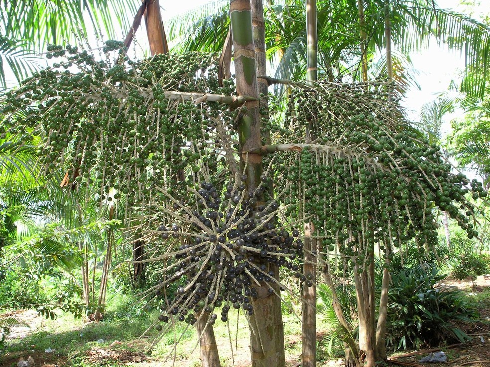espécies nativas da Amazônia