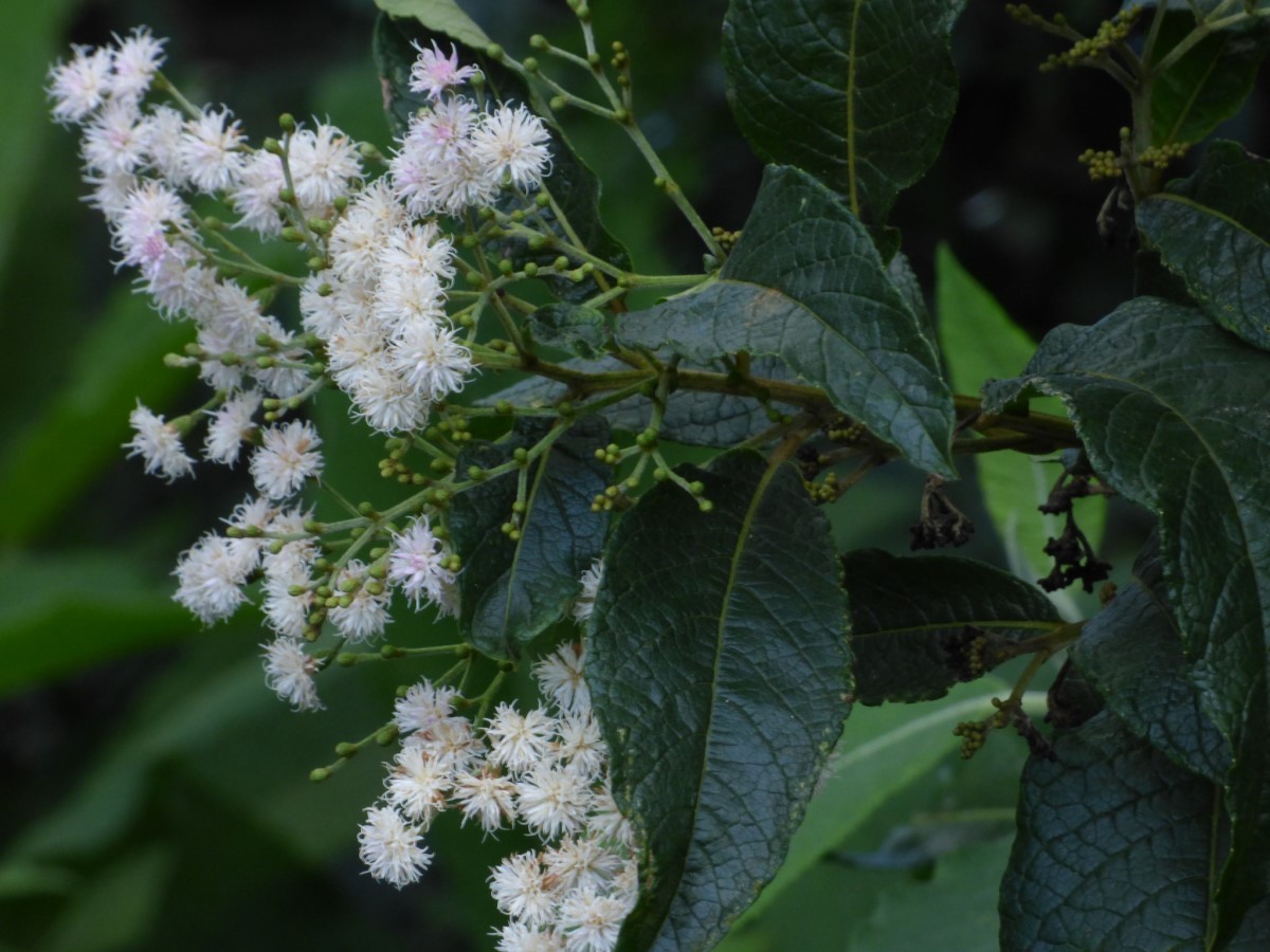 beneficios assa peixe