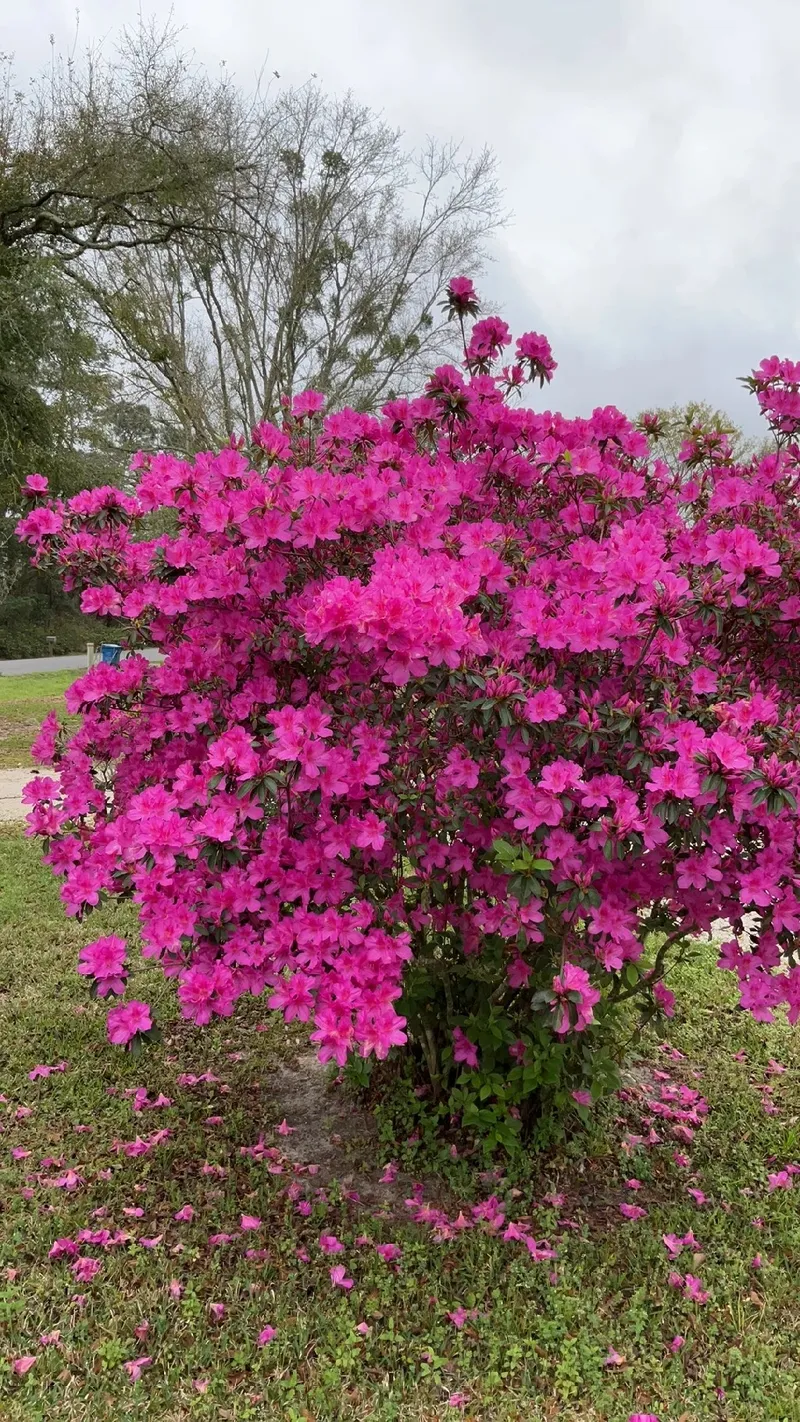 como cultivar azaleia