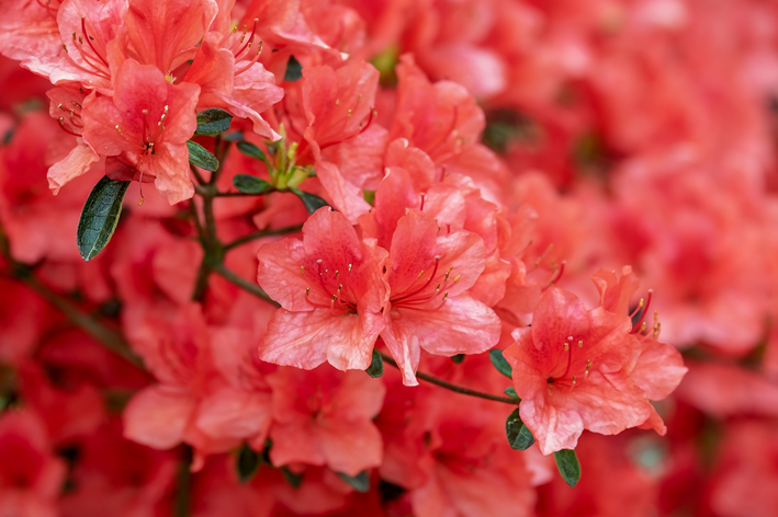 azaleia primavera