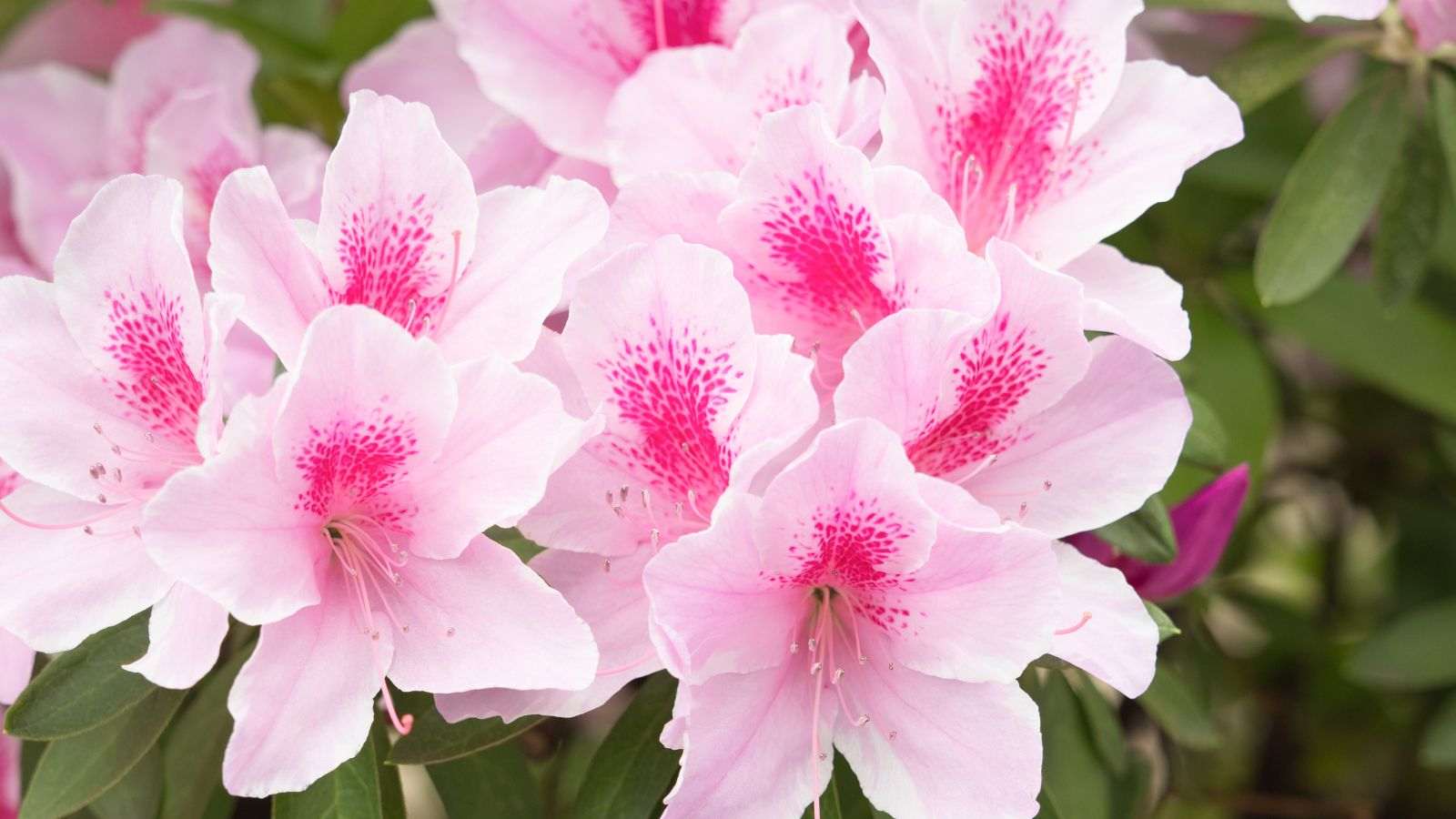 Rhododendron simsii