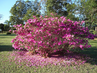 como cultivar azaleia