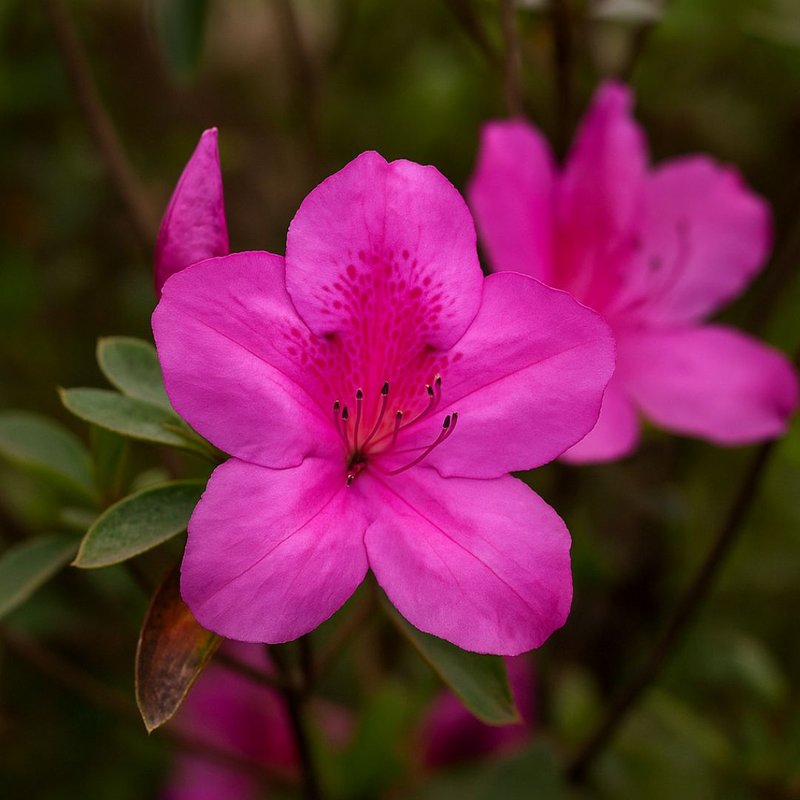 azaleia no jardim