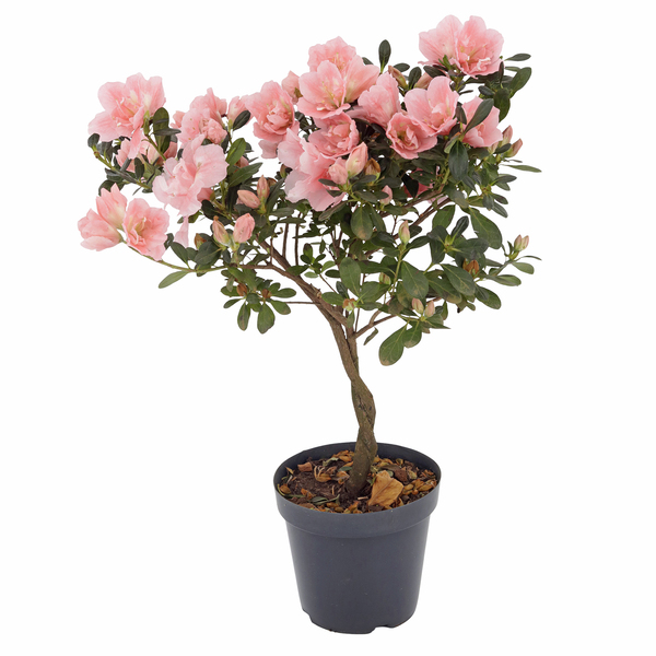 azaleia sol pleno