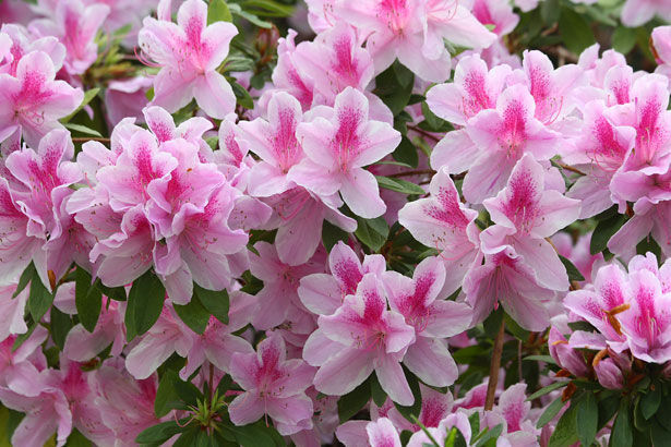 fertilizante azaleia