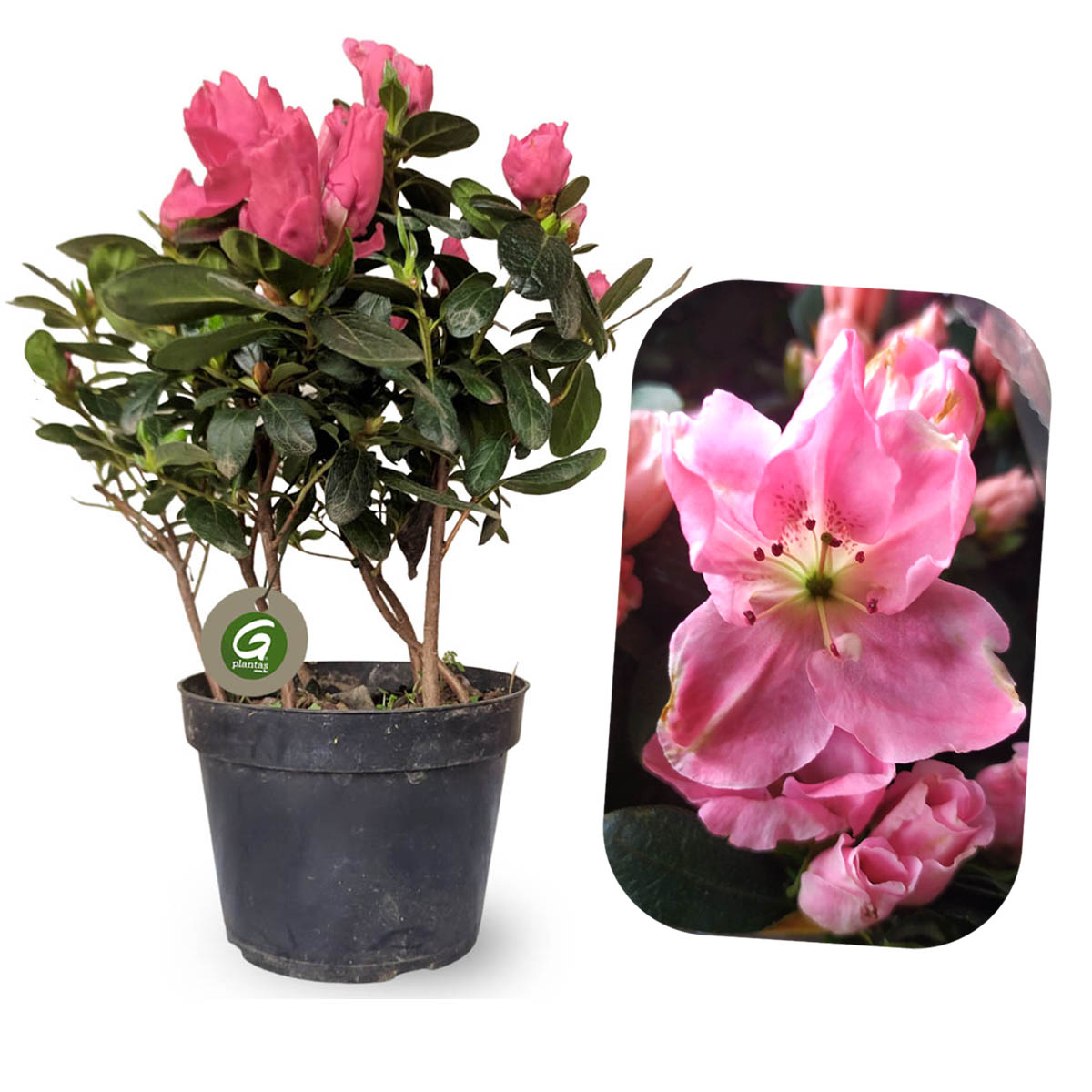azaleia para jardim