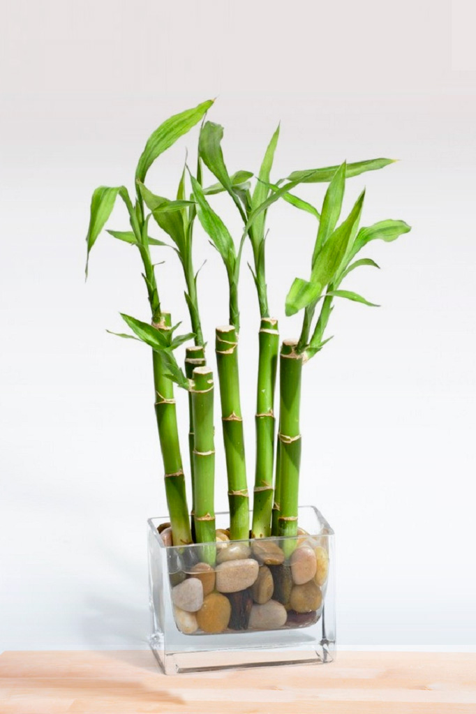 bambu da sorte preto cuidados