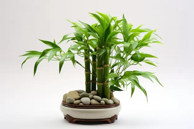 bambu da sorte comprar