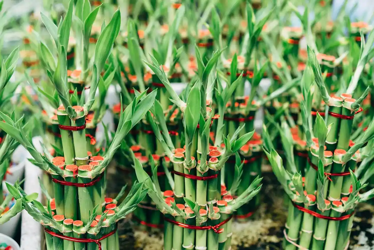 bambu da sorte é planta ou bambu