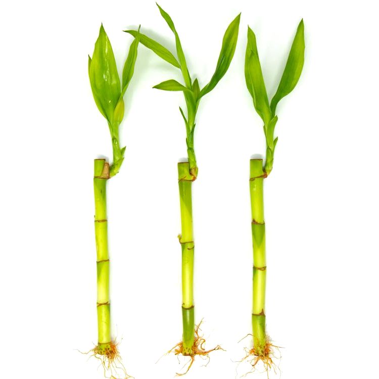 bambu da sorte atrai dinheiro