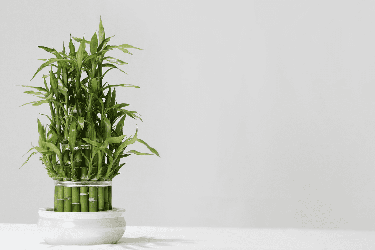 bambu da sorte para sala