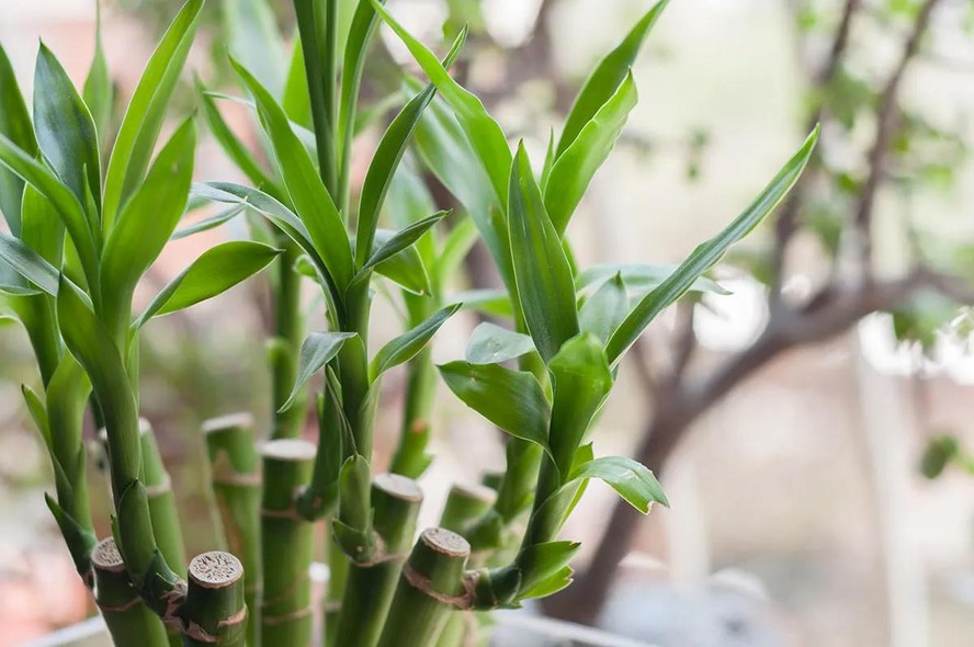 onde colocar bambu da sorte feng shui