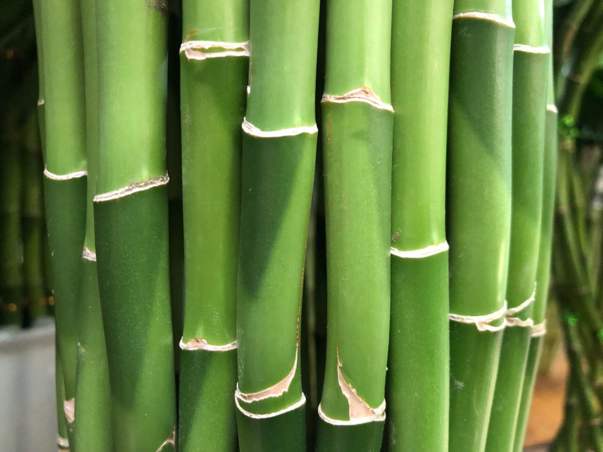 bambu da sorte 3 hastes significado