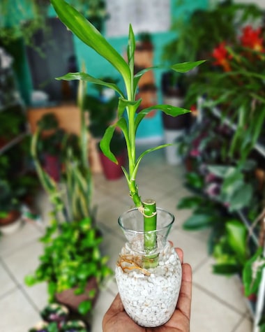 bambu da sorte 8 hastes significado