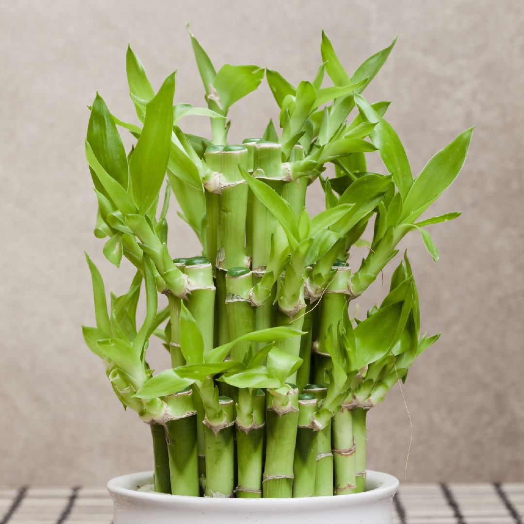 bambu da sorte 9 hastes significado