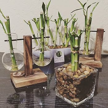 bambu da sorte elementos feng shui