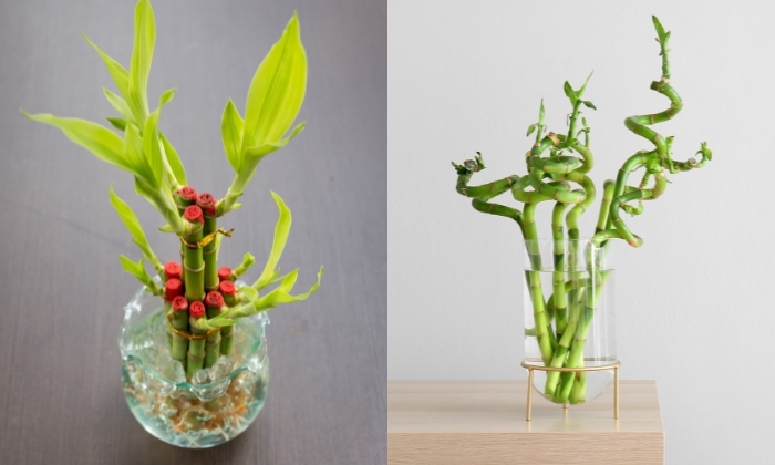 ideias de jardim com bambu japonês