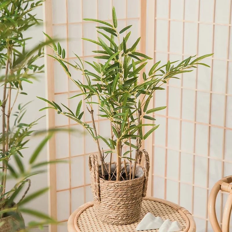 bambu japonês vs bambu da sorte
