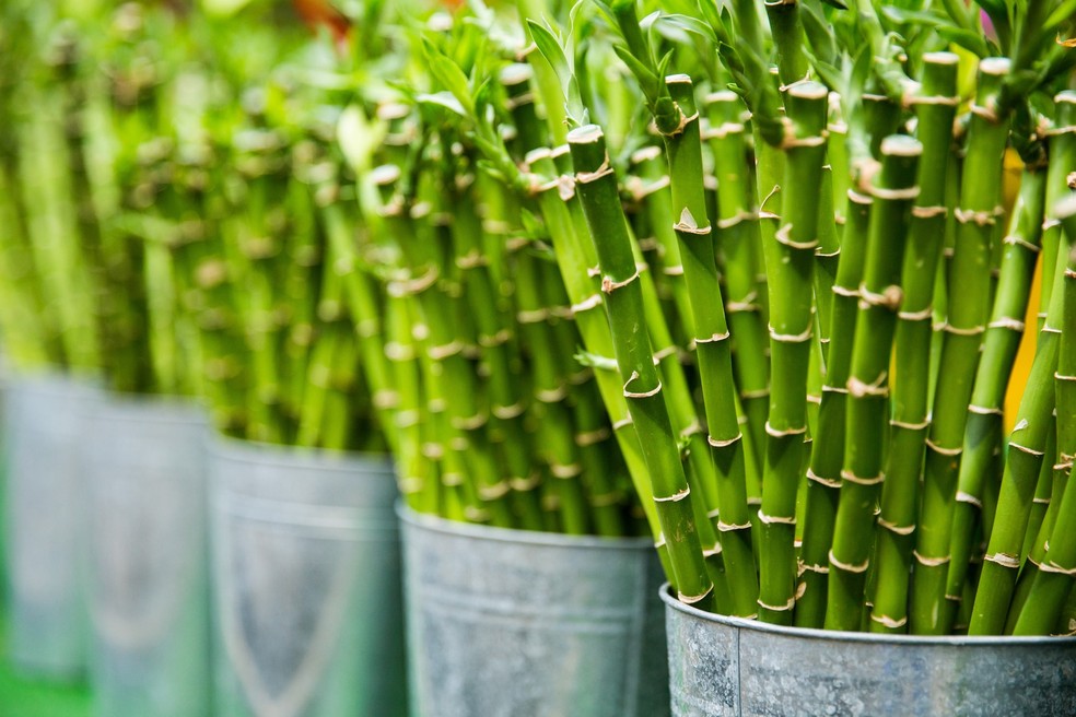bambu japones