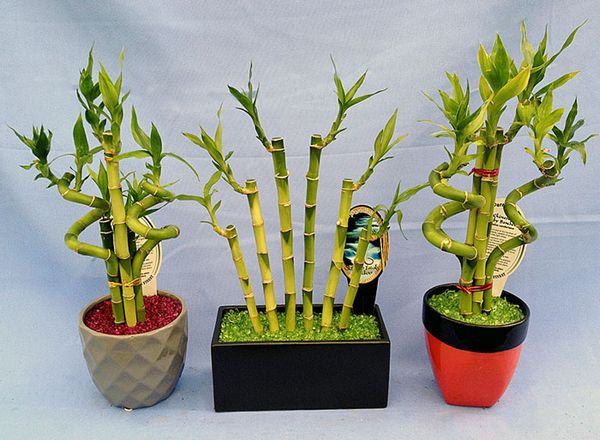 erros comuns ao plantar bambu japonês