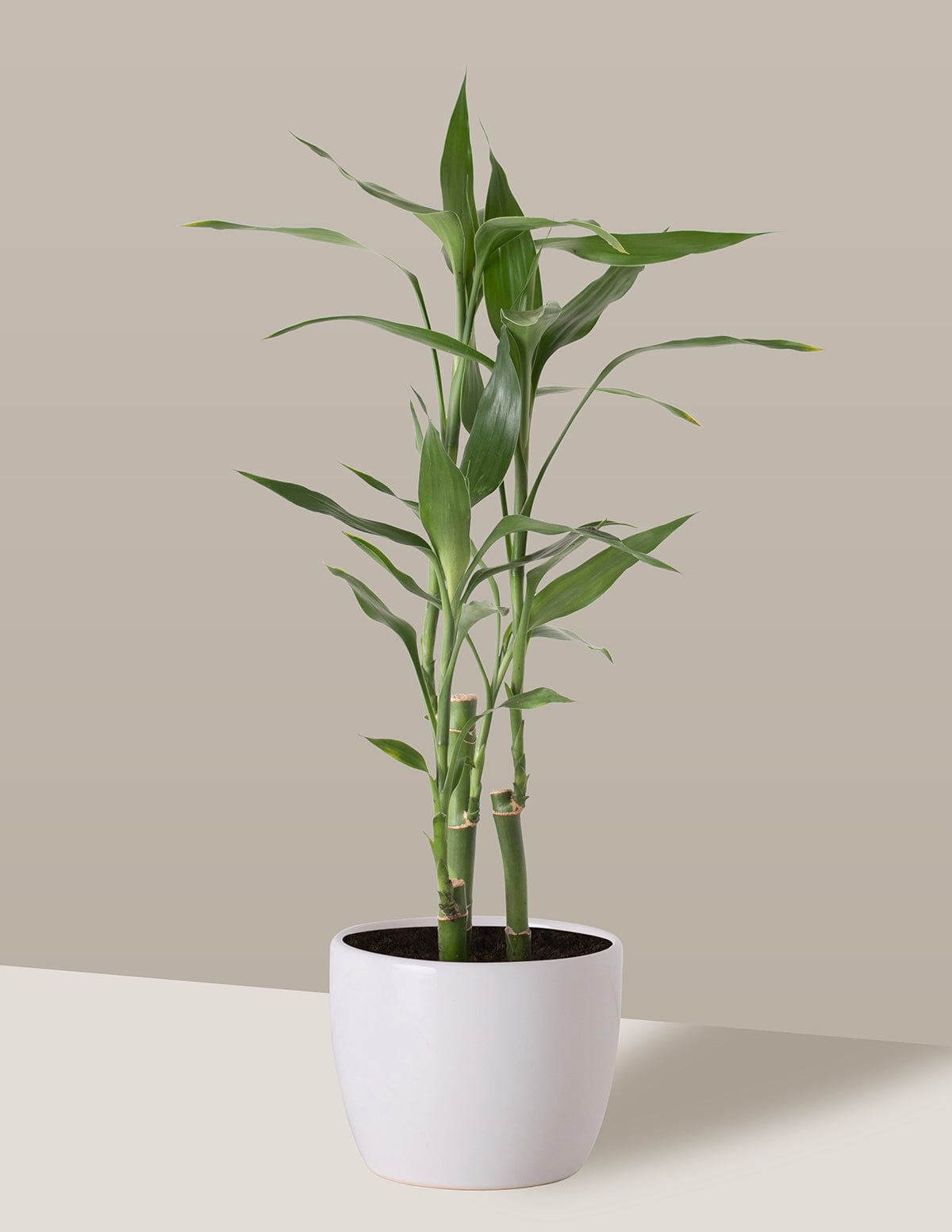 bambu japonês vs bambu da sorte